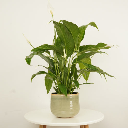 Peace Lily | Sweet Chico