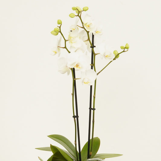White Phalaenopsis Orchid | Potted Houseplants