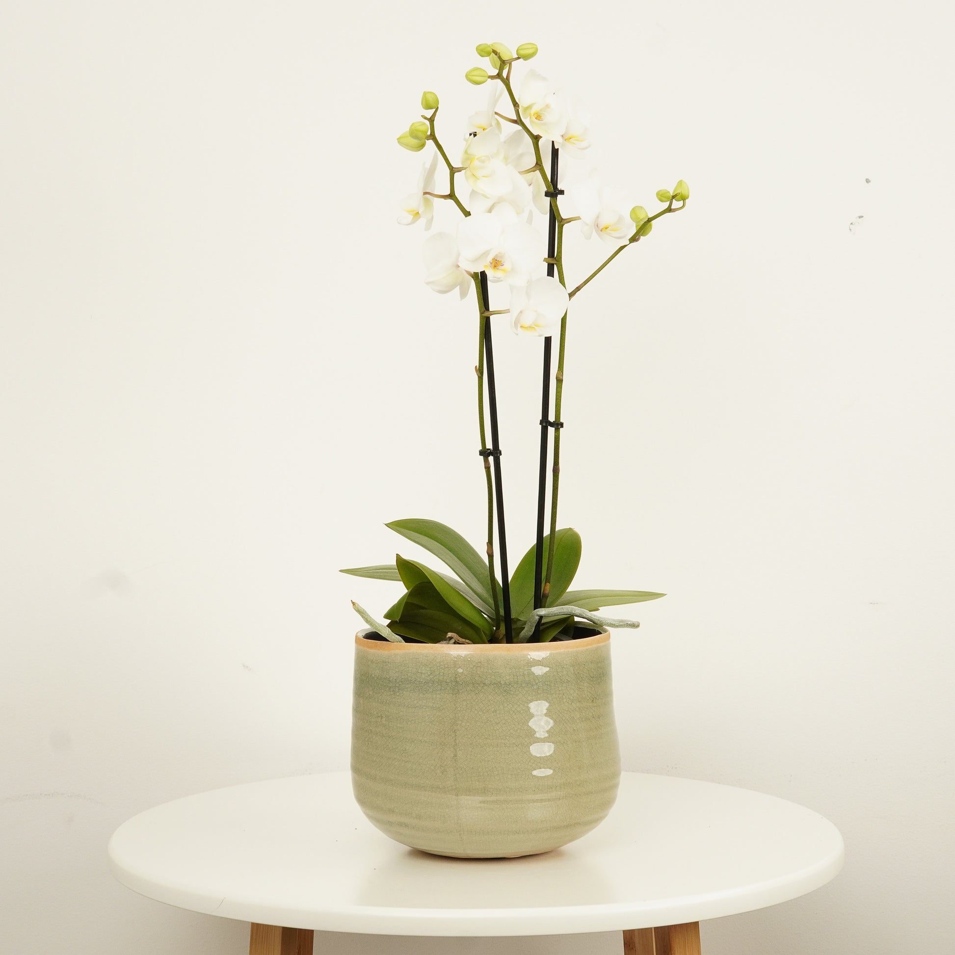 White Phalaenopsis Orchid