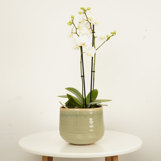 White Phalaenopsis Orchid | Perfect Plants for Under £50
