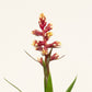 Bromeliad | Guzmania | Firework | Special Variety!