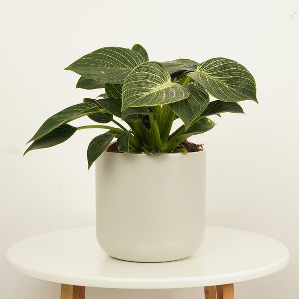 pothos fenestration Epipremnum Pinnatum Albo Variegated Fenestrated Leaves  INDONESIAPLANTS