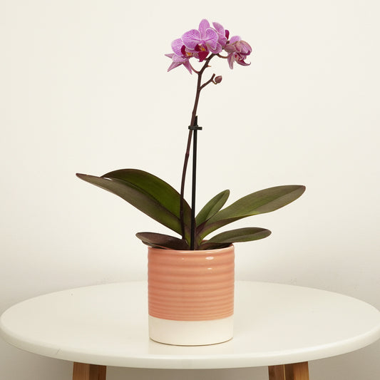 Phalaenopsis Orchid | Roze | Potted Houseplants