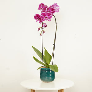 Phalaenopsis Orchid | Fortune Teller - Indoor Plant