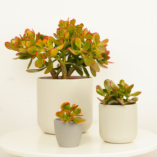 Money Plant | Sunset | Perfect Plants for Under £50