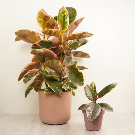 Rubber Plant | Belize | Houseplant Moving Sale
