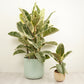 Rubber Tree | Tineke