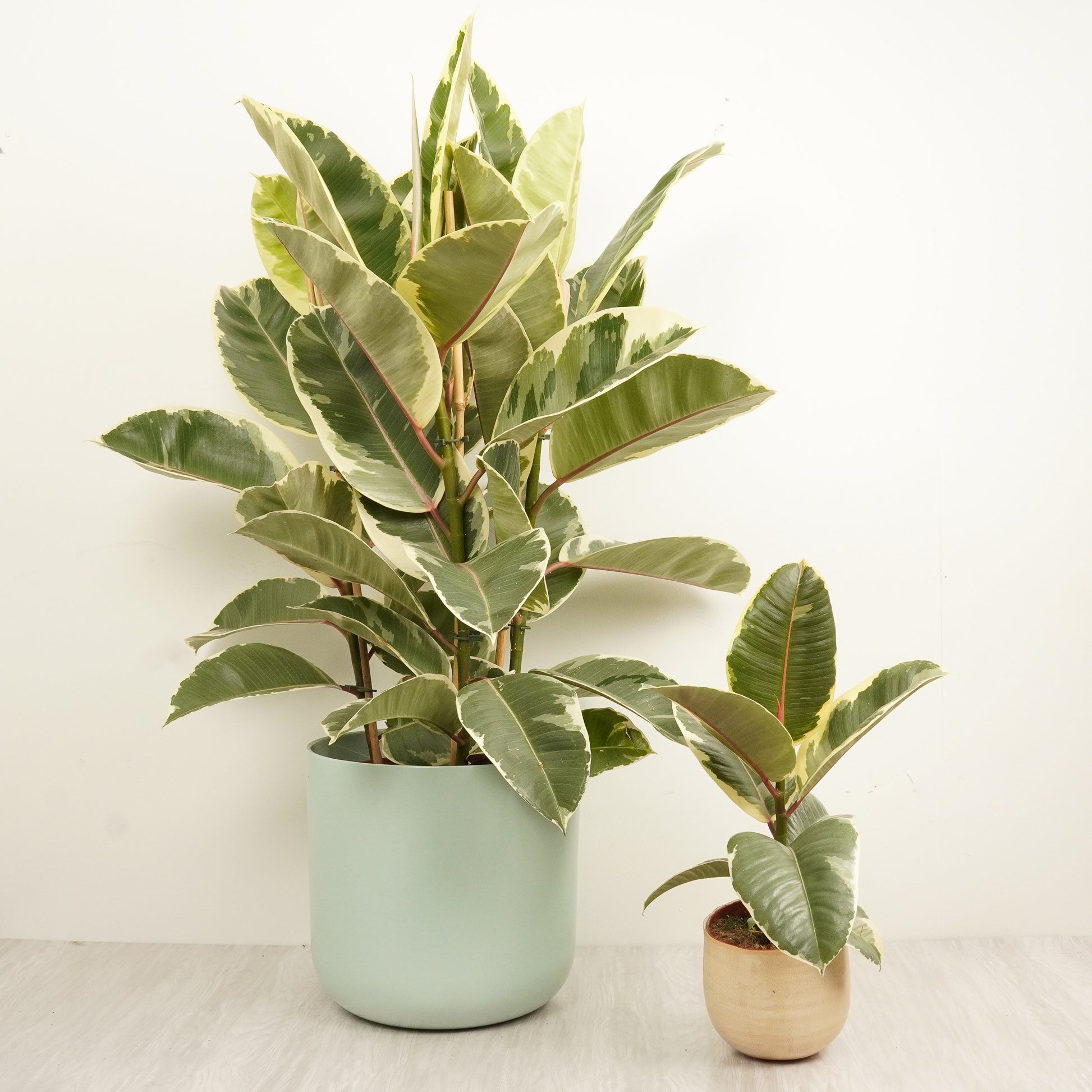 Rubber Tree | Tineke