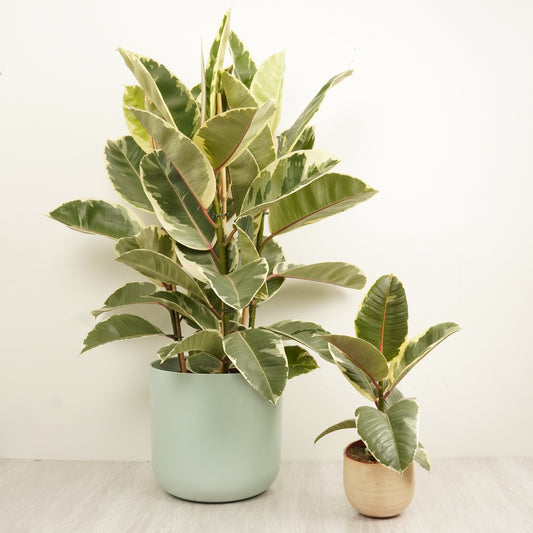 Rubber Tree | Tineke | Houseplant Moving Sale