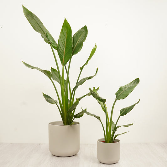 Bird Of Paradise | Large Leaf Plants