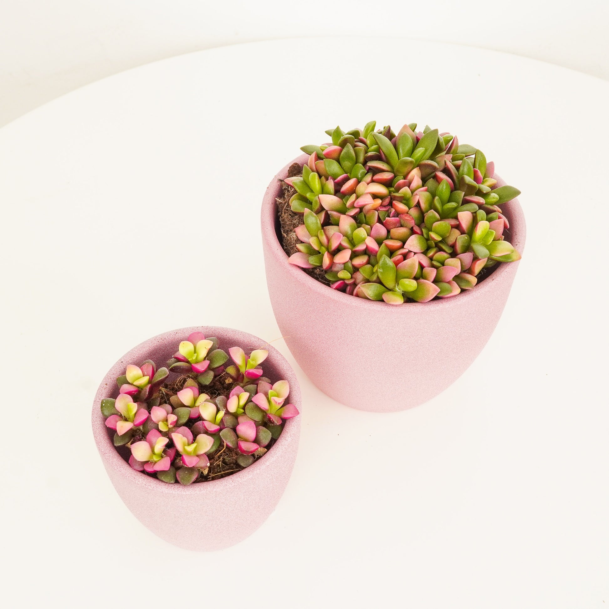 sunrise succulent plant Sunrise Succulent