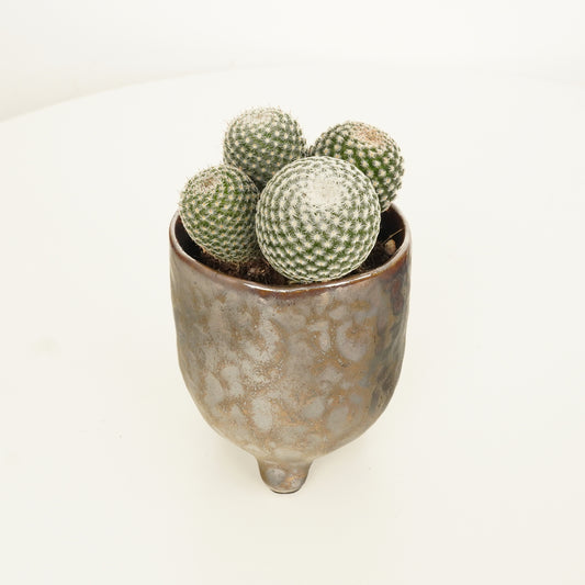 Owl Eye Cactus | Small Plants & Tot Pots