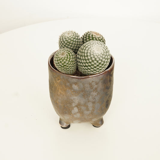 Owl Eye Cactus | Potted Houseplants