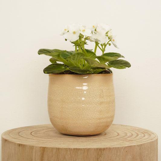 African Violet | White | Easy Care Houseplants