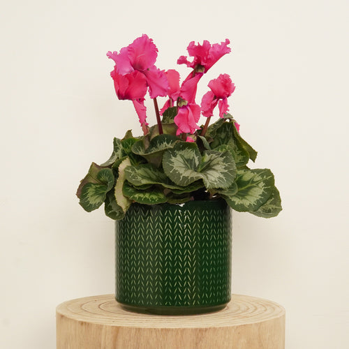 Cyclamen | Curly Pink
