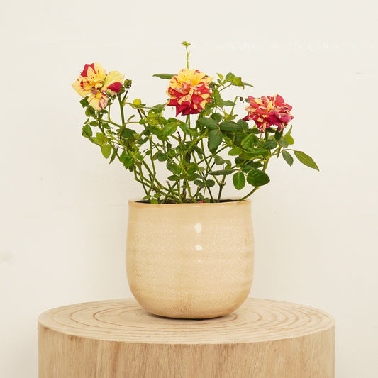 Flowering Rose | Liss | Potted Houseplants