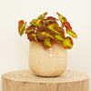 Begonia Rex | Autumn