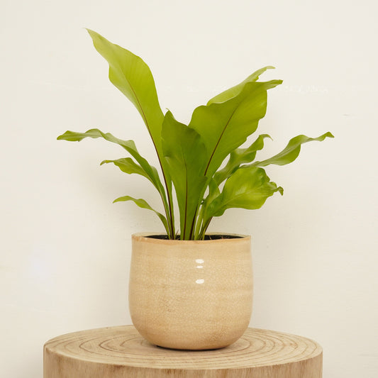 Birds Nest Fern | Nidus | Perfect Plants for Under £30