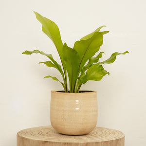 Birds Nest Fern | Nidus - Indoor Plant