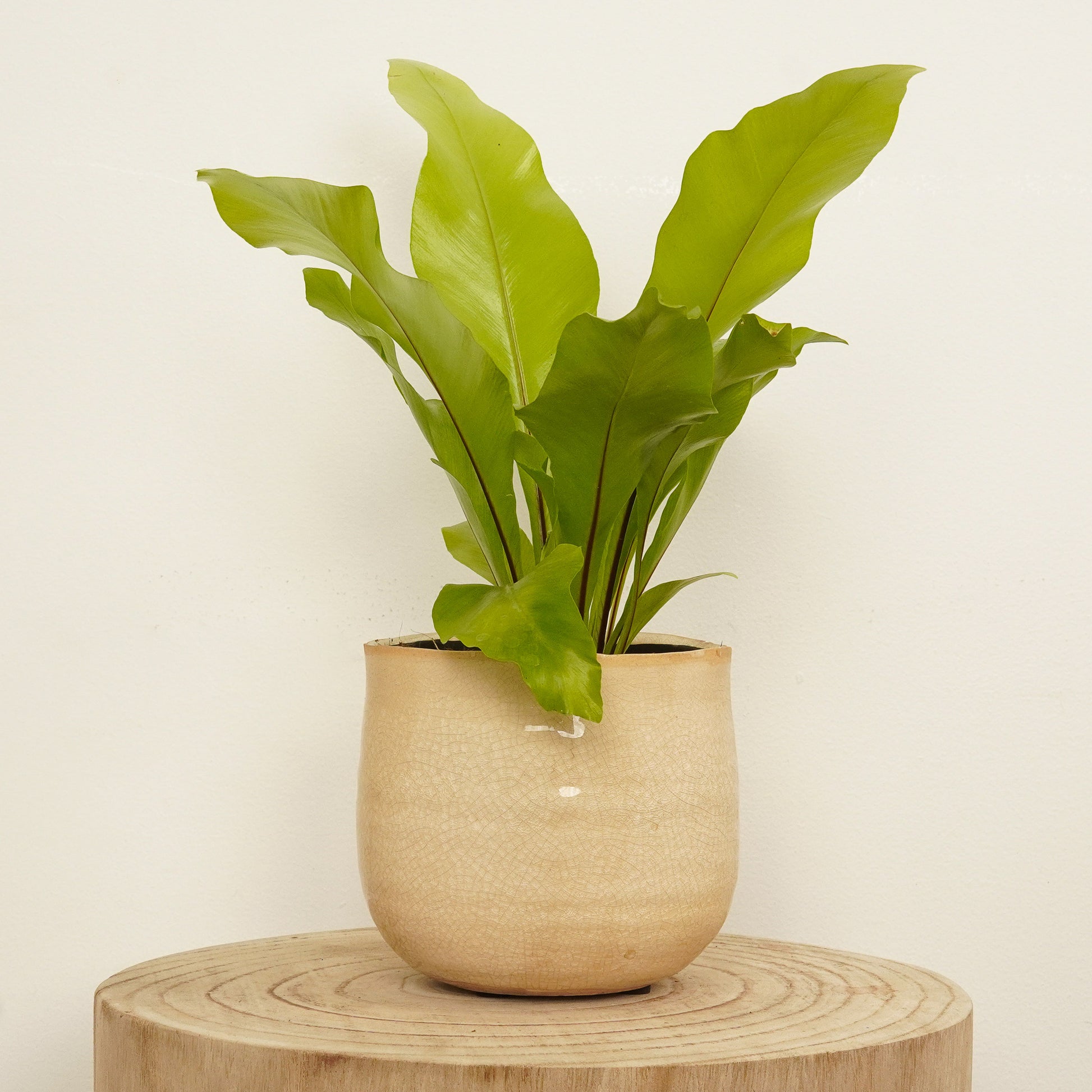 norfolk gem birds nest fern Birds Nest Fern