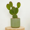 Bunny Ears Cactus | Purple Haze