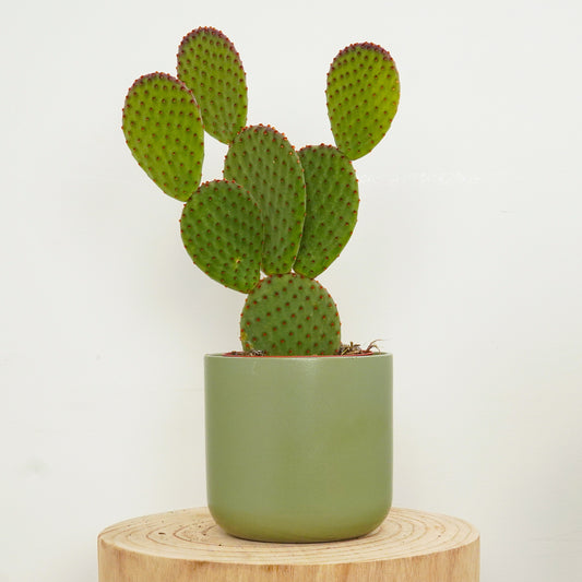 Bunny Ears Cactus Purple Haze | Last Chance!