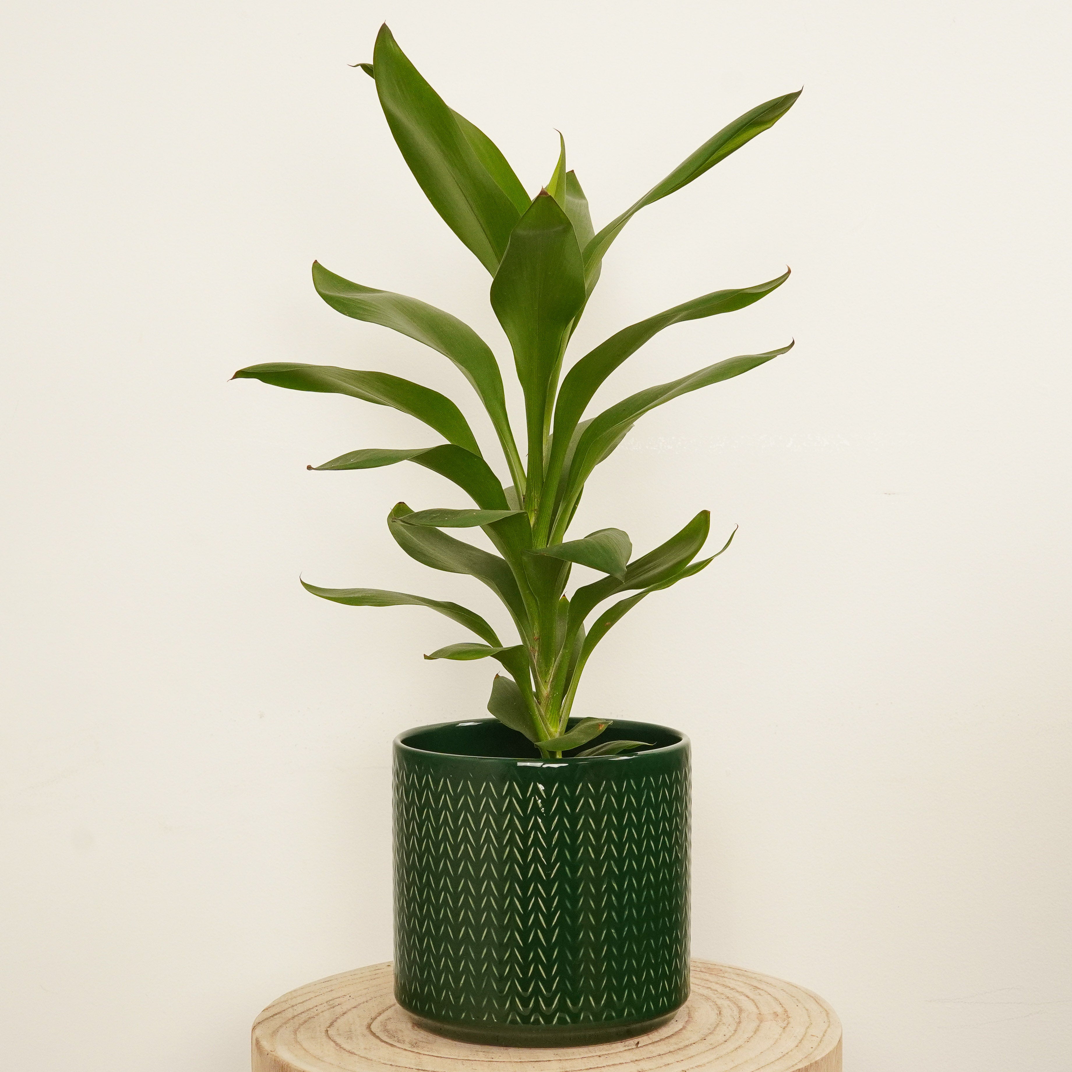 dracaena cordyline glauca Good Luck Plant | Glauca