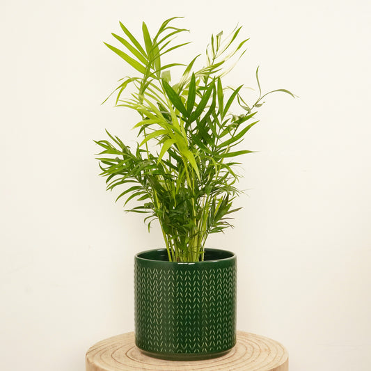 Variegated Parlour Palm | Albo | Hard To Find | 