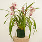 Cymbidium Orchid | Little Steph