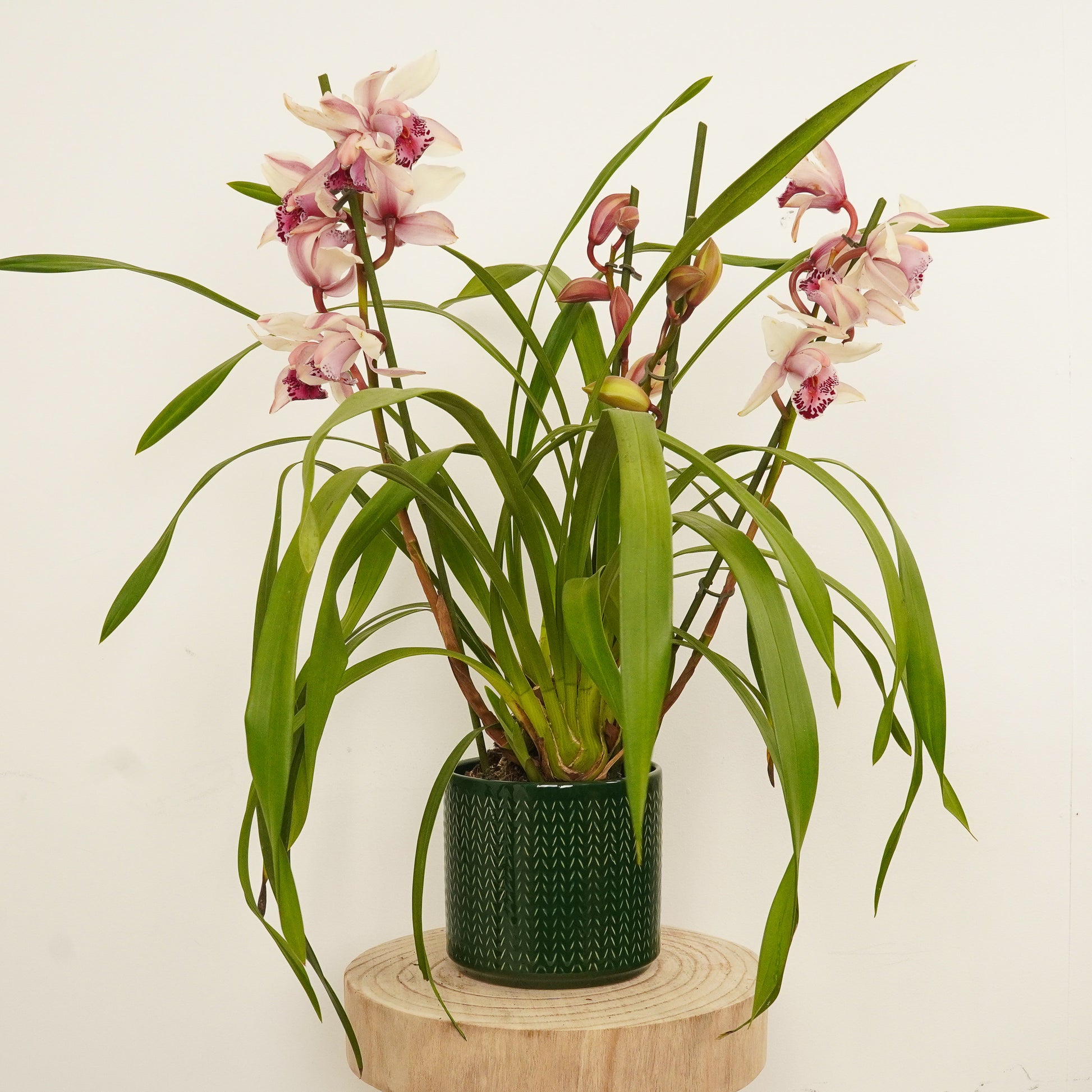 Cymbidium Orchid | Little Steph