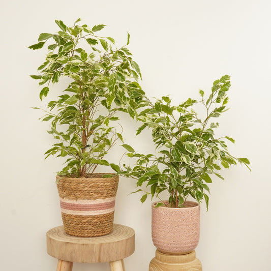 Weeping Fig | Twilight | Hard To Find | Potted Houseplants