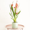 Cambria Orchid |  Millie