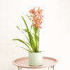 Cambria Orchid |  Kayla