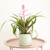 Tillandsia | Andreas