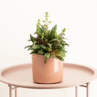 Crassula | Orbicularis