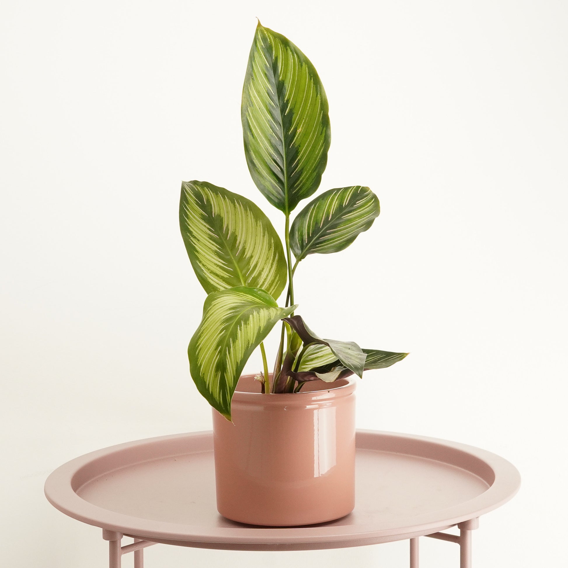 prayer plant beauty star Prayer Plant