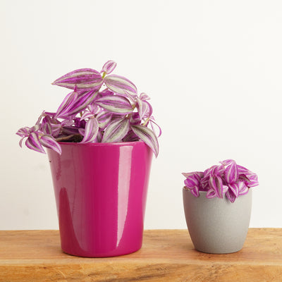 Wandering Dude | Pink Paradise - Indoor Plants