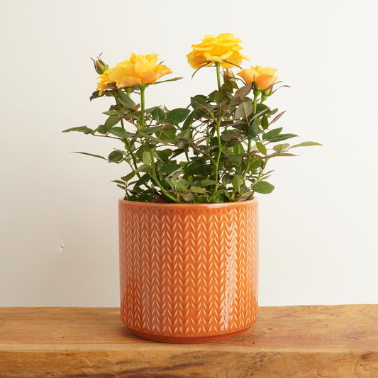 Flowering Rose | Apricot Yellow | Last Chance!