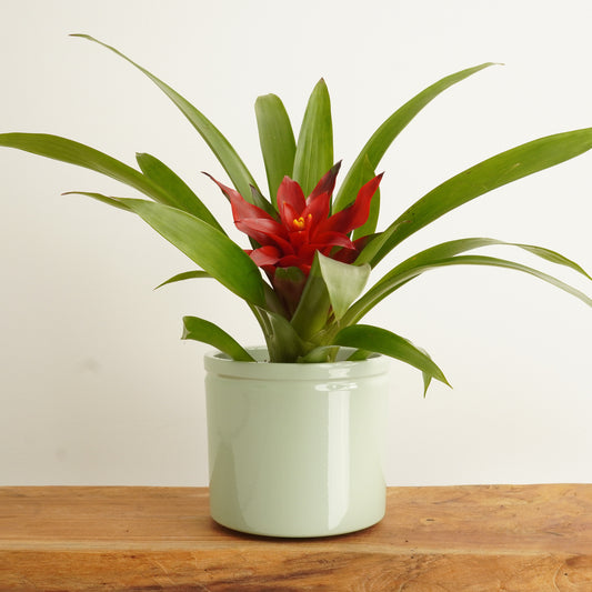 Bromeliad | Blitz | Perfect Plants for Under £30