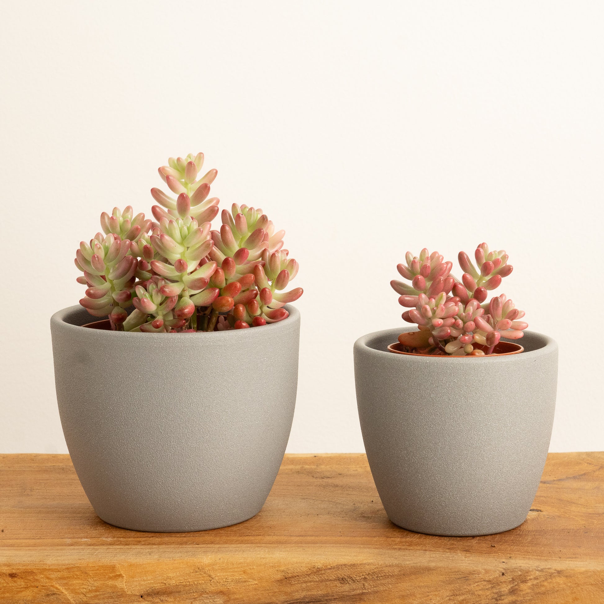 succulent jelly bean Jelly Bean Plant