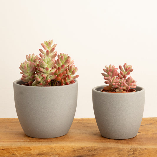 Jelly Bean Plant | Pink | Houseplant Moving Sale