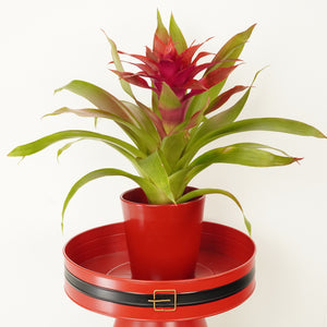 Bromeliad | Guzmania | Glitter Red - Indoor Plant