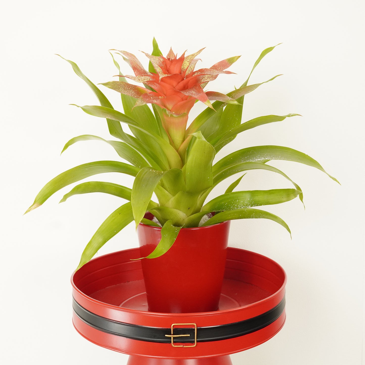 Bromeliad | Guzmania | Glitter Gold