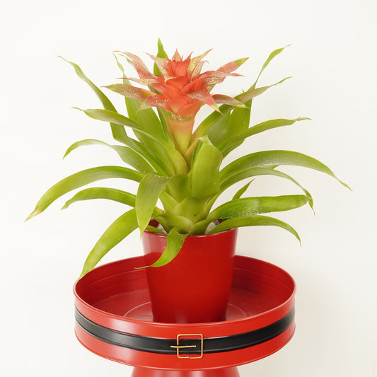 Bromeliad | Guzmania | Glitter Gold | Christmas Plants & Gifts