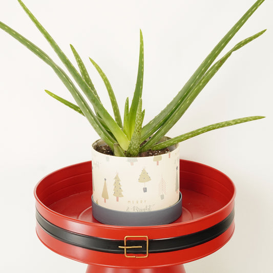 Aloe Vera | Hatbox Gift | Indoor Plants