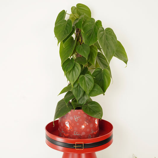 Sweetheart Plant | Hatbox | Indoor Plants