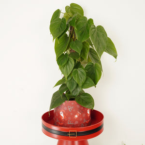 Sweetheart Plant | Hatbox - Indoor Plant