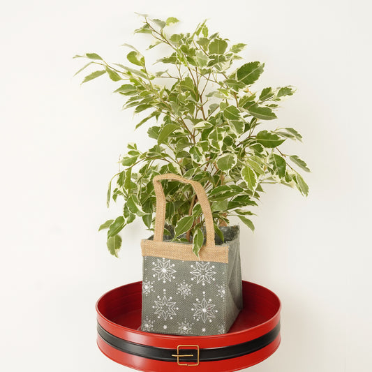 Weeping Fig | Twilight Hessian Giftbag | Christmas Plants & Gifts