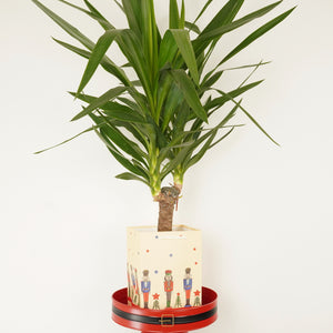 Yucca Giftbag - Indoor Plant