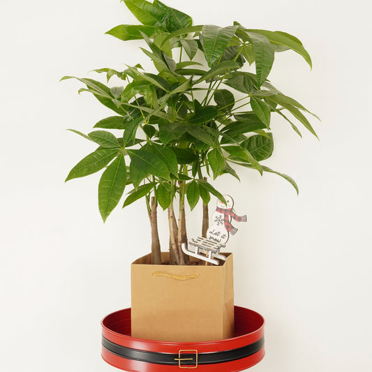 Money Tree | Straight Up! Giftset | 